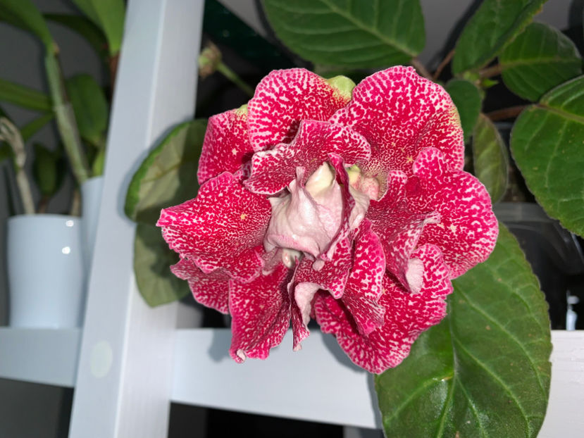  - Plante de interior 2022