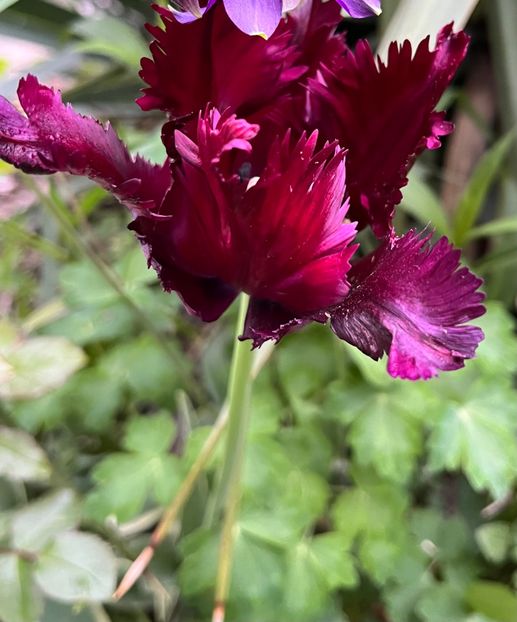 FF835D3D-674A-4F9E-A561-C7E9B9C4BBDB - Lalele 22 23