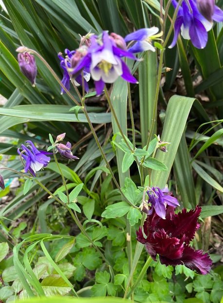 9481F218-6AB9-4259-A961-38DB29345938 - Lalele 22 23