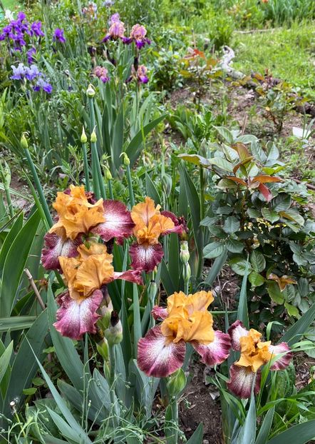 9FB0625D-BAAC-4ABC-B20C-5B82430AF3FF - IRISI 2021 22