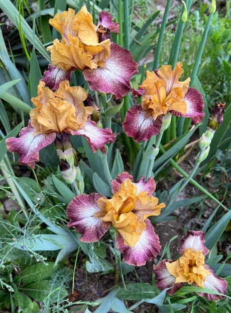 239805C8-8D76-4D95-9CB8-CD1D3E60A193 - IRISI 2021 22