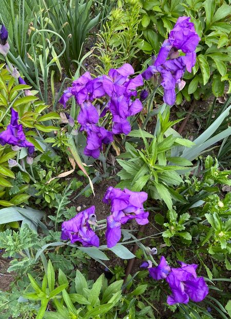 4C38096C-E304-44BE-8D3D-CA0A4EB0C608 - IRISI 2021 22