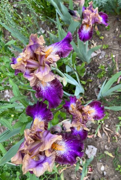 D5F4243A-C89B-493A-ABB9-9EFCFFB36B9B - IRISI 2021 22