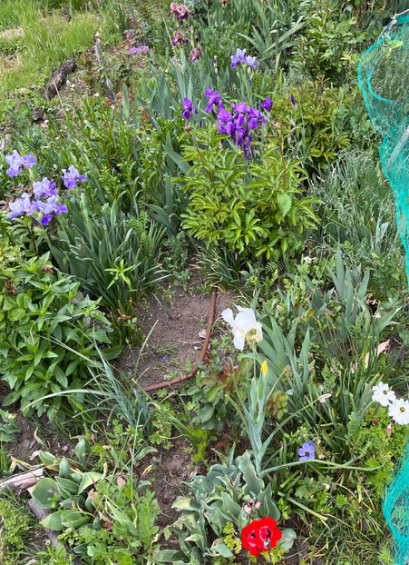 2C87F42B-0757-4191-B32C-A5BAAE303155 - IRISI 2021 22