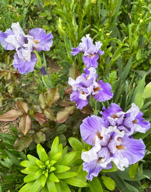 40B33E0F-175C-41D4-AB19-FFEB61D5C159 - IRISI 2021 22