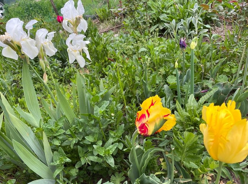 9D93E02A-AAC8-41E0-82C9-B18F0BDE8B20 - Lalele 22 23