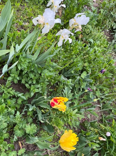 E7F2FC7C-F4F7-44DA-ADB7-9ABD607A4B22 - Lalele 22 23