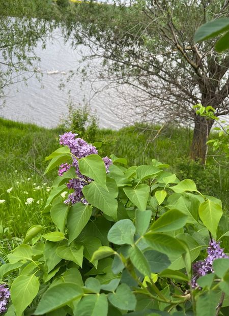 9074E1D0-D208-4427-A18E-9FA465B454F9 - Arbuști 2021-2023