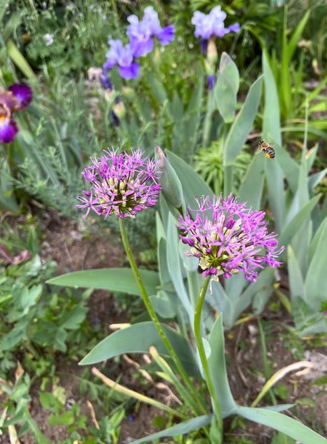 CA817FD2-18D8-4070-9A46-215B10A0F58A - Allium 2020 21 22