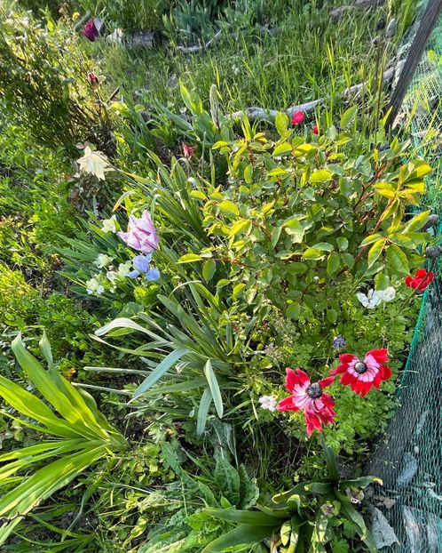 9AFB850E-DEE8-40B3-A8D0-0A35F69A9632 - IRISI 2021 22