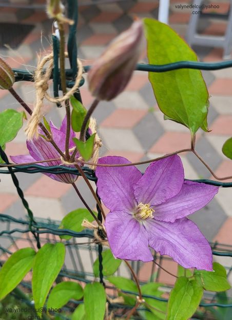 Clematis Proteus - Clematis Proteus