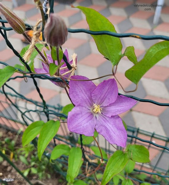 Clematis Proteus - Clematis Proteus