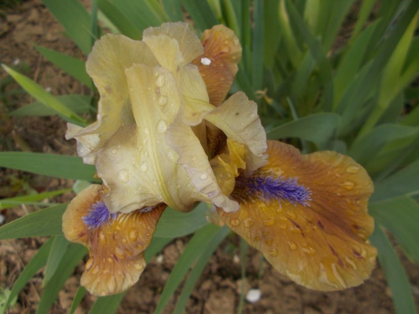 MEADOW MOSS - IRISI PITICI DISPONIBILI 2022