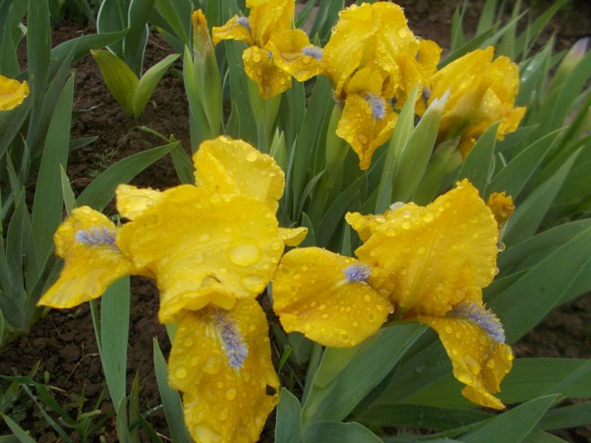 GALLEON GOLD - IRISI PITICI DISPONIBILI 2022