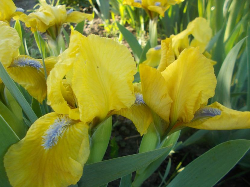 DISPONIBIL 2 BUC - IRISI PITICI DISPONIBILI 2022