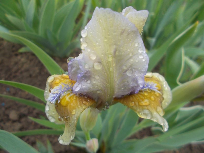 REZERVAT - IRISI PITICI DISPONIBILI 2022