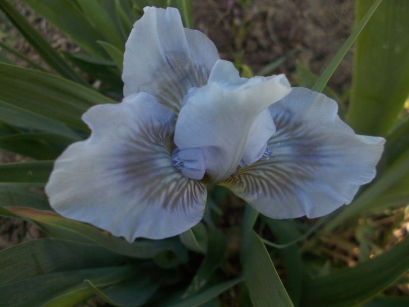 WEDGWOOD BLUE - IRISI PITICI DISPONIBILI 2022