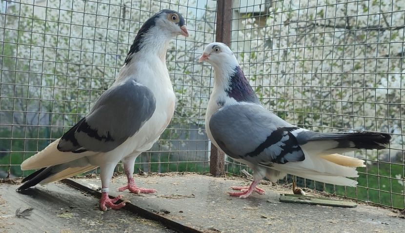  - Porumbei care mi-au aparținut 2