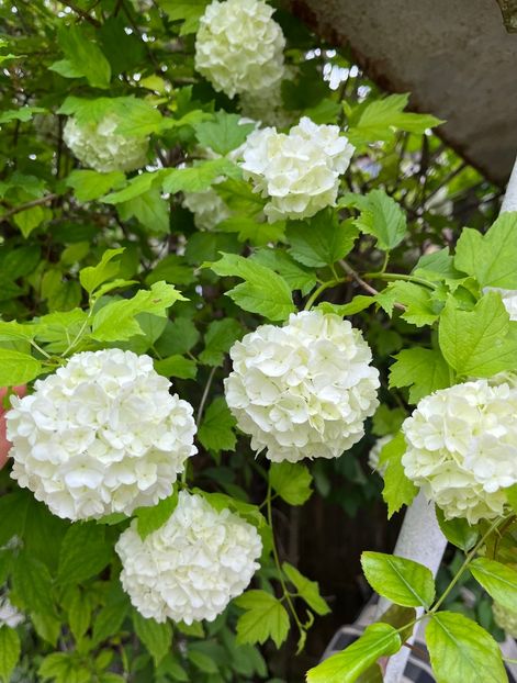 FC0988D4-4C24-40C1-A5A8-B30C75B3A095 - Arbuști 2021-2023