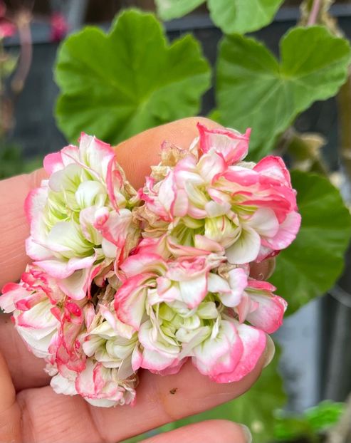 C4276059-860F-4CB4-B42B-03A51CA8850E - Muscate 2021 22