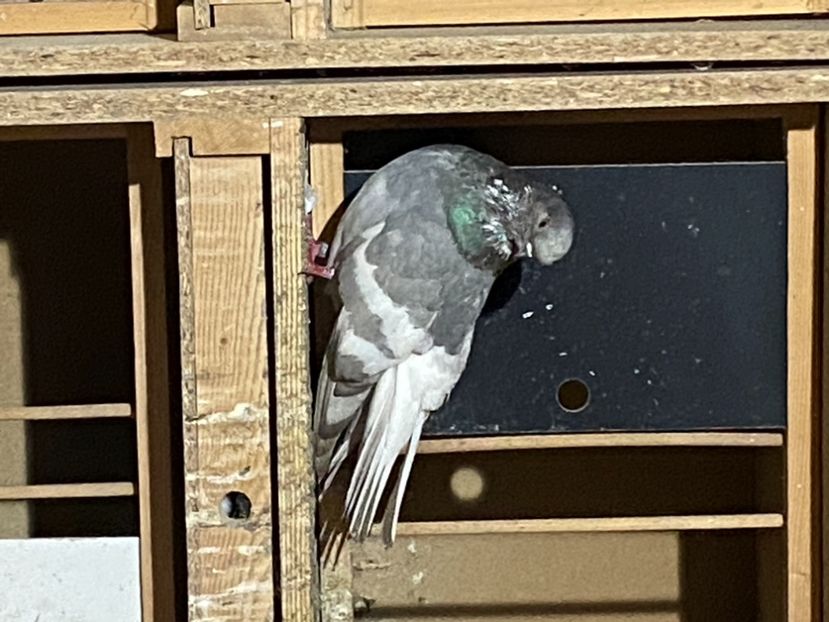 C517E61A-B6B7-419A-8455-9EA41CA875B1 - Vargati cu dunga alba