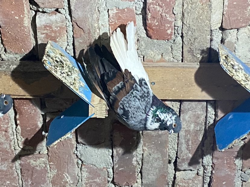 D580D08C-A845-49FC-B777-9A54F34E9900 - Vargati codalbi