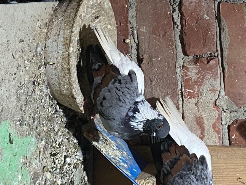 AFB41ACB-85F5-4B40-AFA0-F713208844FD - Vargati codalbi