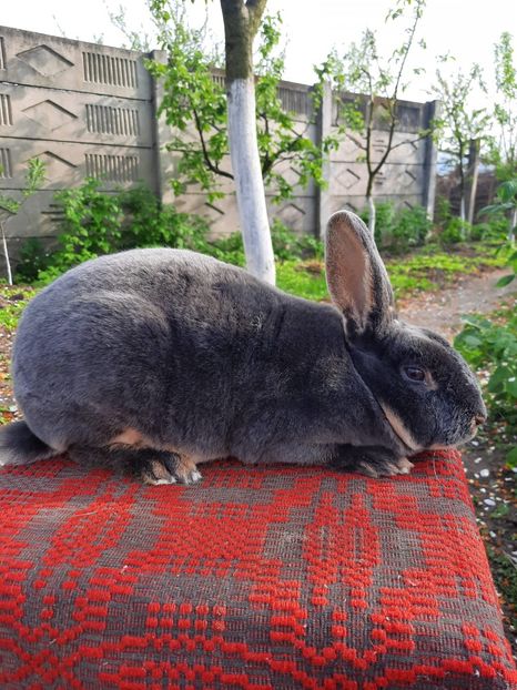 loh albastru 2 - Rex loh albastru