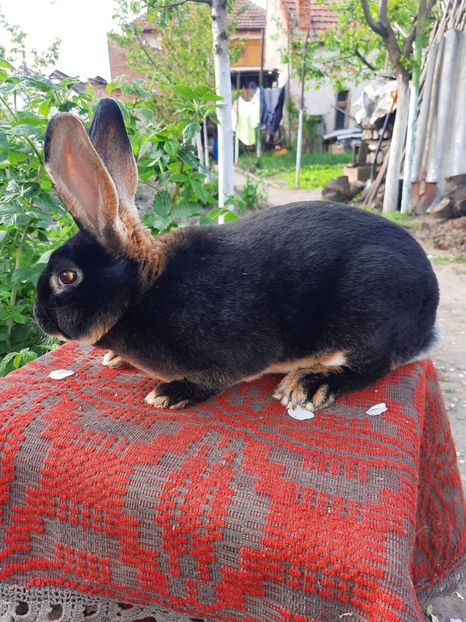 loh negru 1 - Rex loh negru