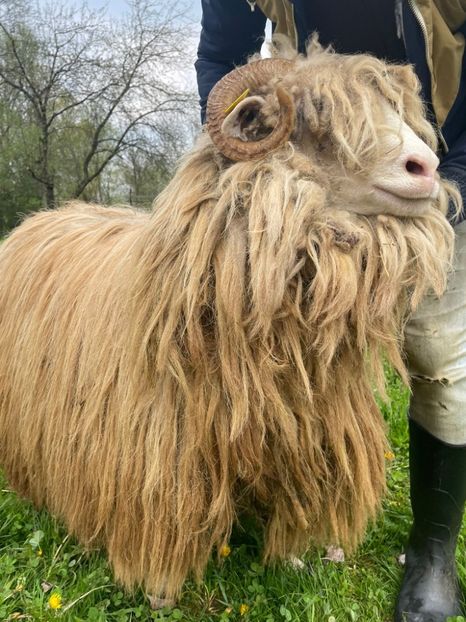 IMG-20220504-WA0022 - Turcana alba