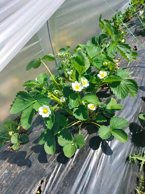 IMG20220430105511 - Căpșuni