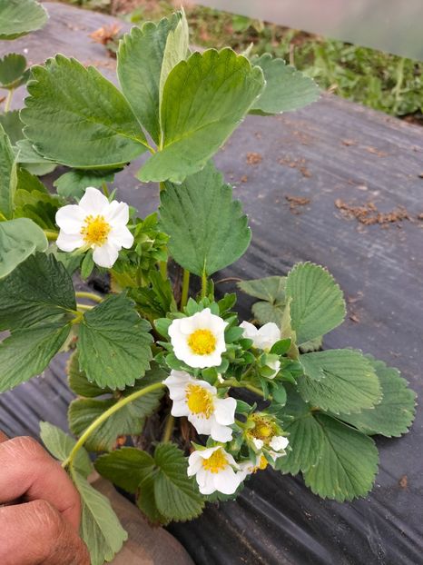 IMG20220422151939 - Căpșuni