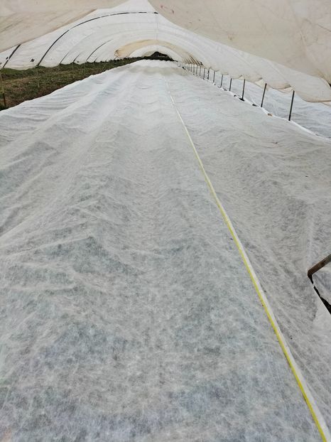 IMG20220415191304 - Căpșuni