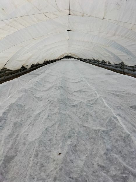 IMG20220415183805 - Căpșuni