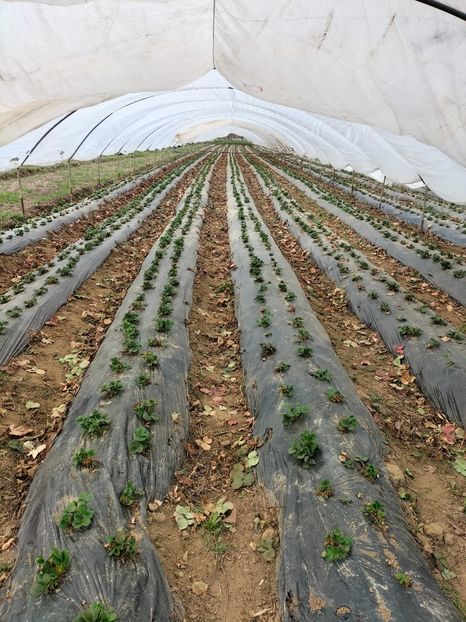 IMG20220411152437 - Căpșuni