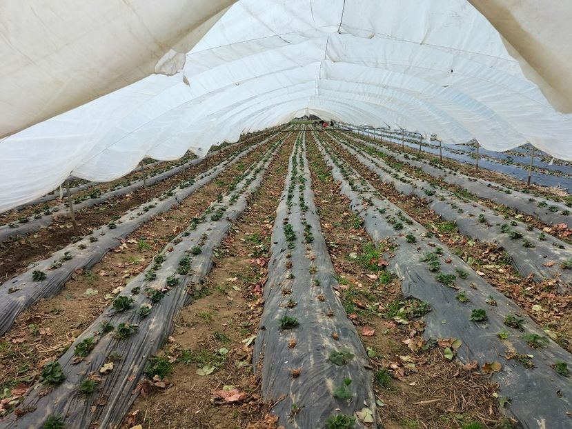 IMG20220411152426 - Căpșuni