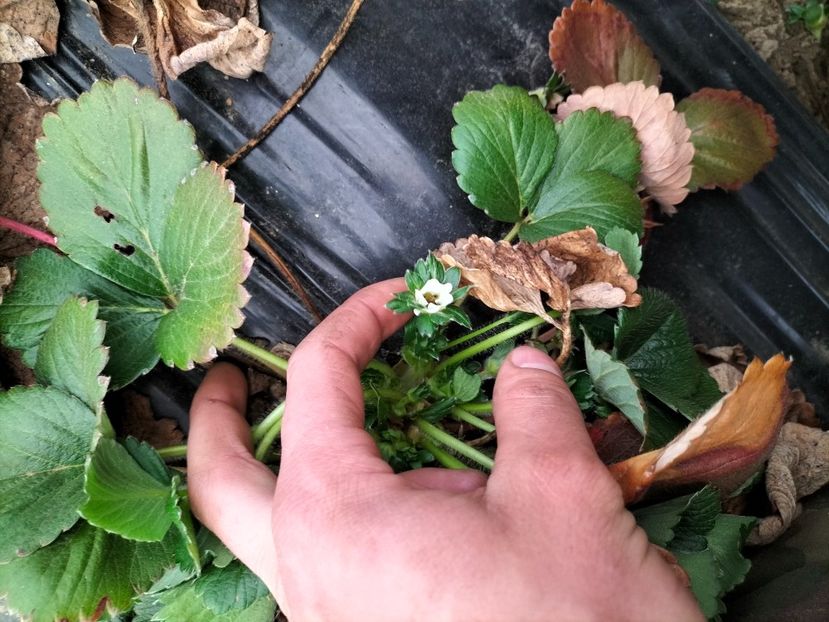 IMG20220409182329 - Căpșuni