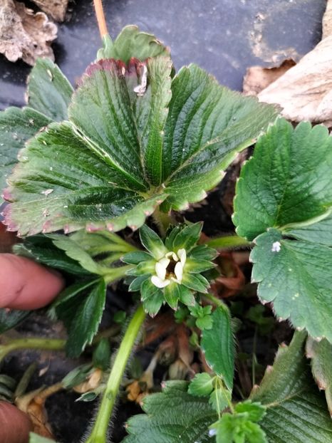 IMG20220409182120 - Căpșuni