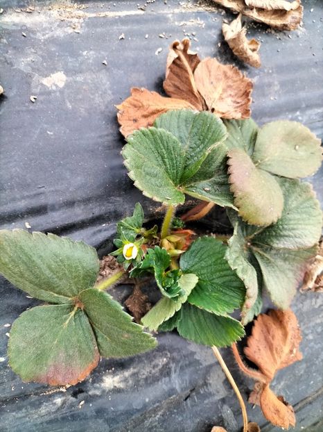 IMG20220409181849 - Căpșuni