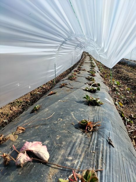 IMG20220320095212 - Căpșuni