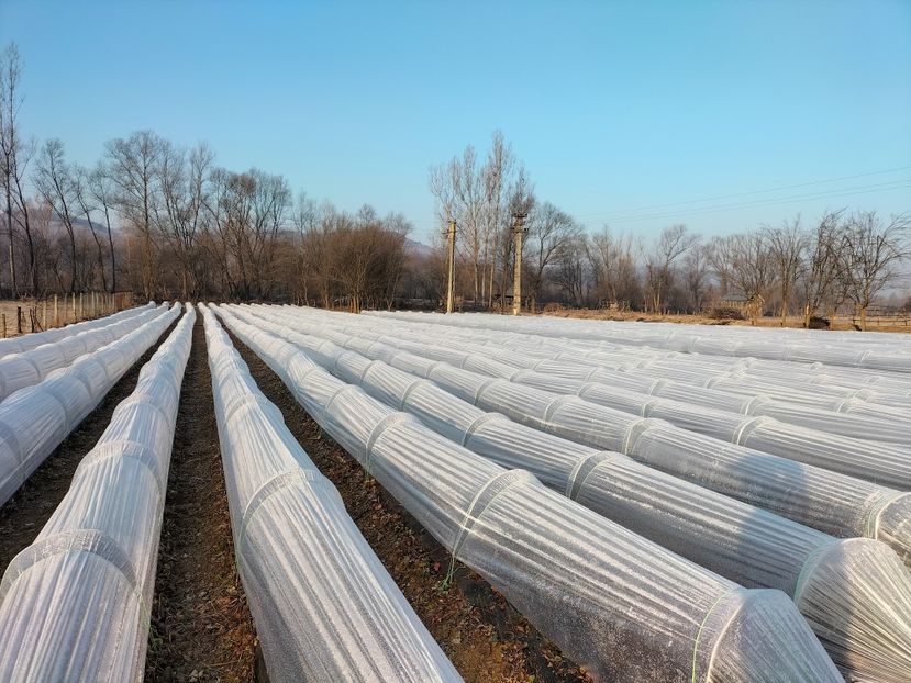 IMG20220317075039 - Căpșuni