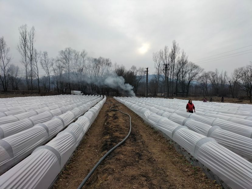 IMG20220316170733 - Căpșuni