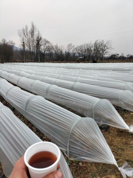 IMG20220316143749 - Căpșuni