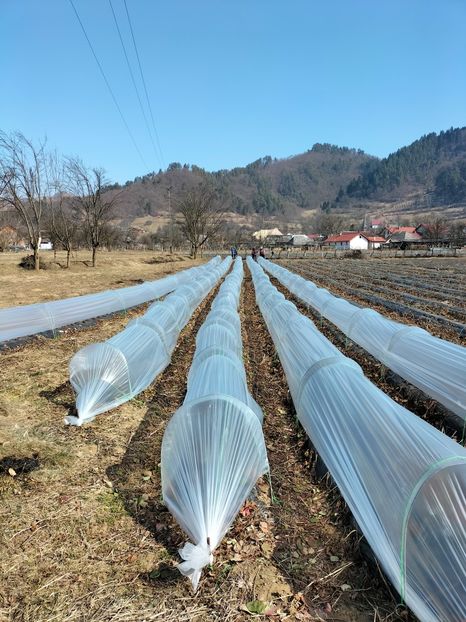 IMG20220315123057 - Căpșuni