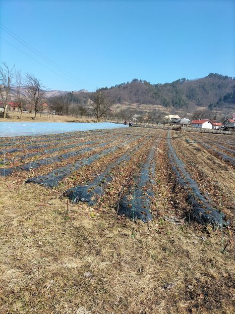 IMG20220315123044 - Căpșuni