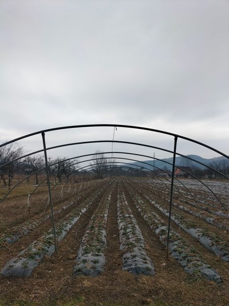 IMG20220304100101 - Căpșuni