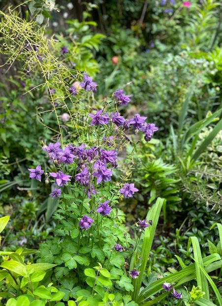 9B8F4024-02FA-4D68-94A4-F481CEAE28D9 - Caldaruse 2020-2023