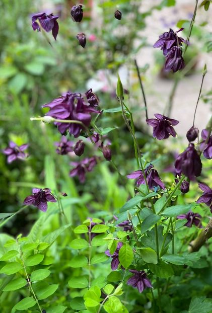 D227B8E3-5E5C-4838-829B-FECFC95DCA5F - Caldaruse 2020-2023