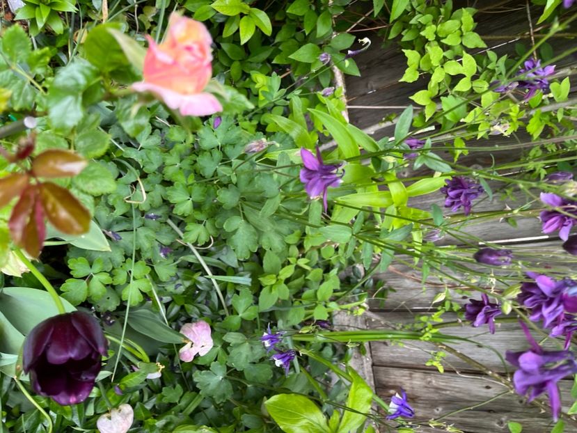 BAE18039-1F51-426F-8E09-D16D49CCA690 - Caldaruse 2020-2023