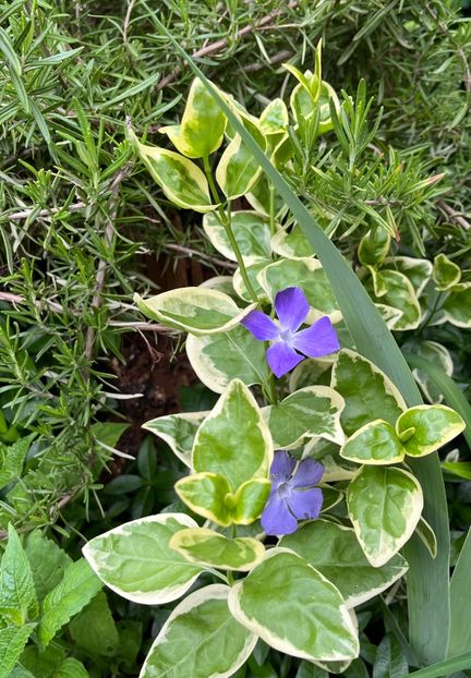 7A7E3163-0DB4-45C5-A3F6-E24CF637C6AB - Caldaruse 2020-2023